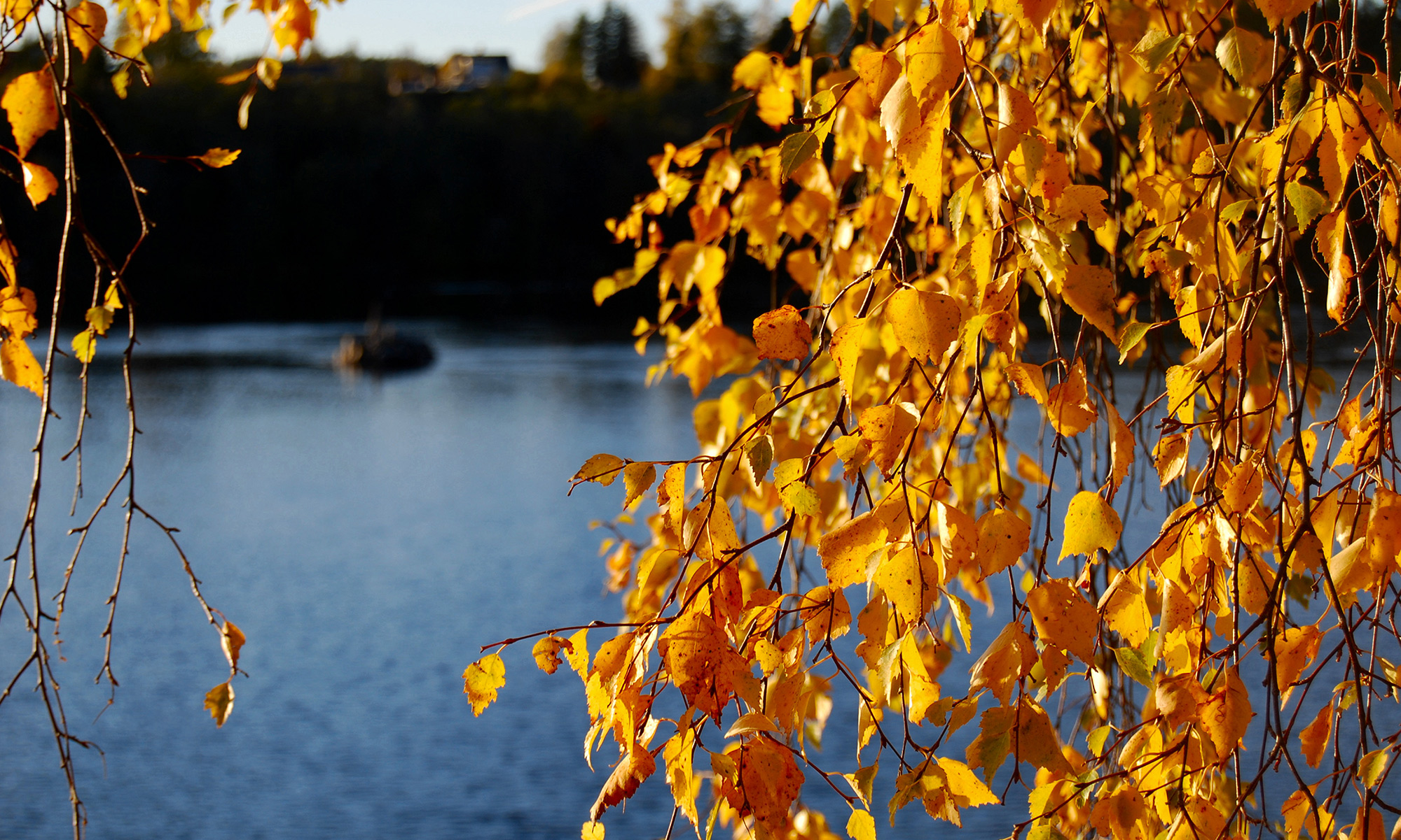 Höstlöv vid en sjö. 