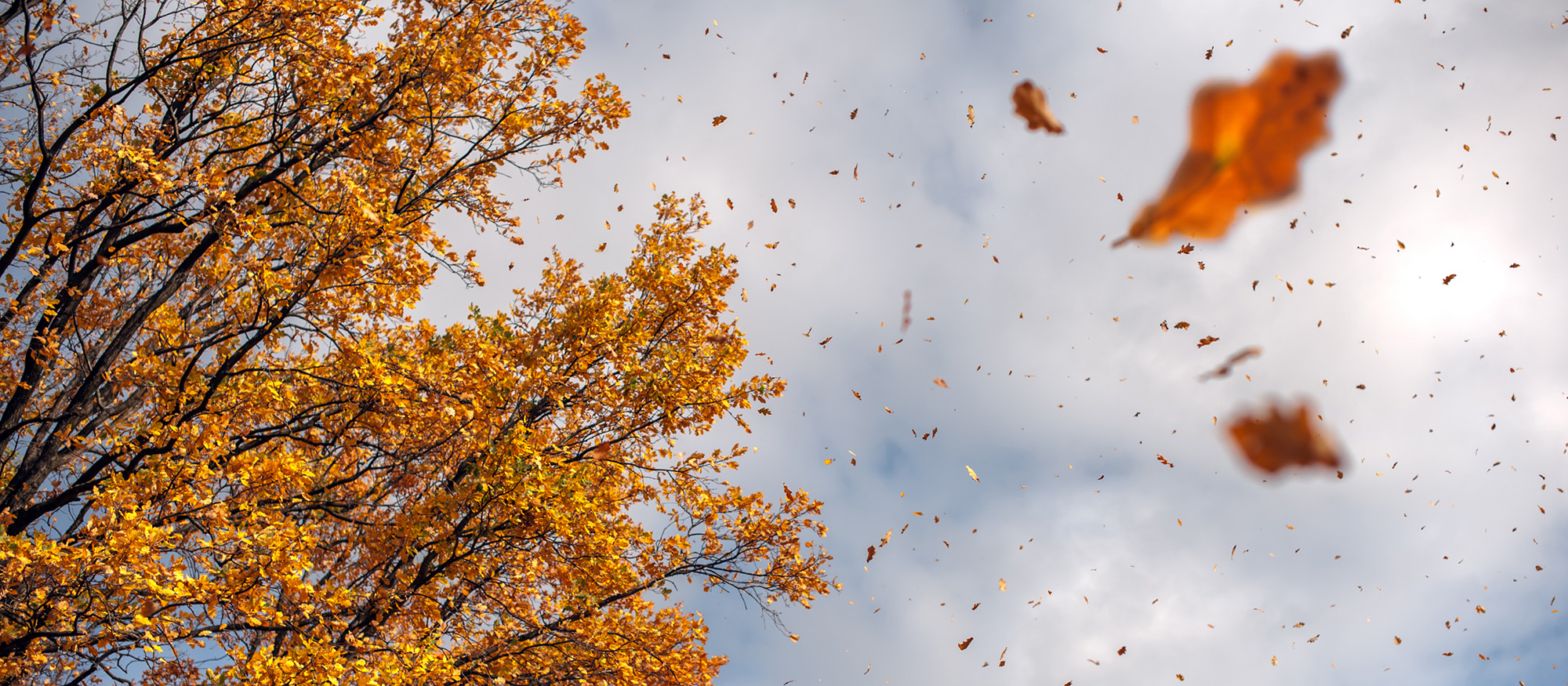 Autumn leaves in forest closeup